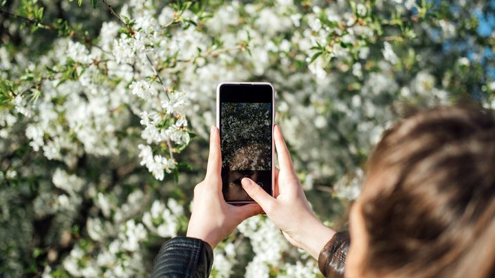Girl taking a picture of a flower with her phone