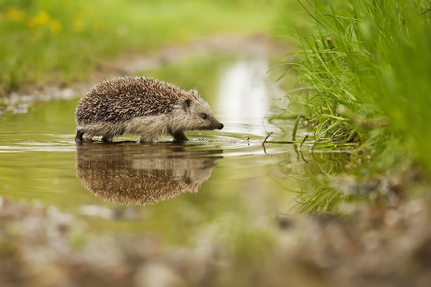 Hedgehog crossing the water