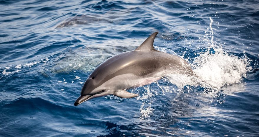 Dolphin swimming in the ocean