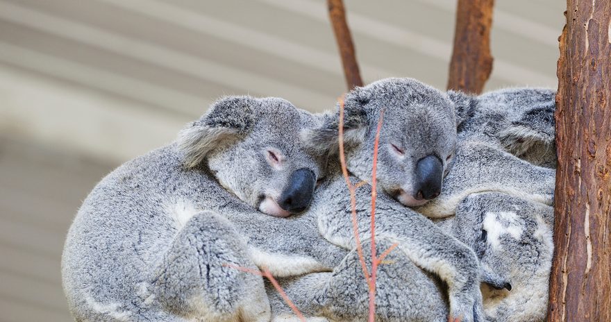 Koalas sleeping