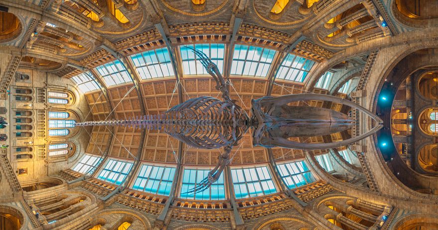 The blue whale skeleton in the Hintze Hall at the Natural History Museum