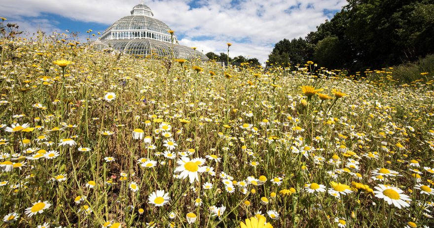 Palm House at Sefton Park in daisies