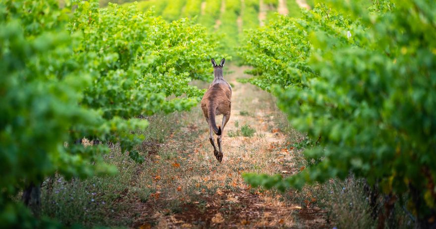 Kangaroo in vineyard