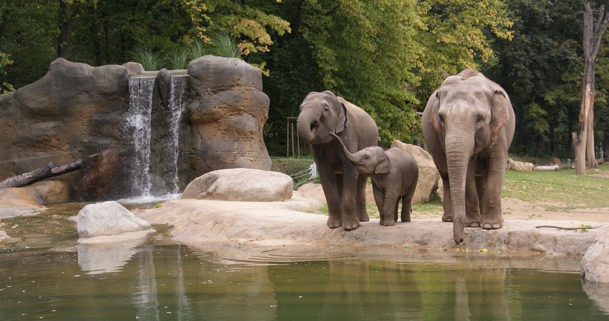 Elephants at the zoo